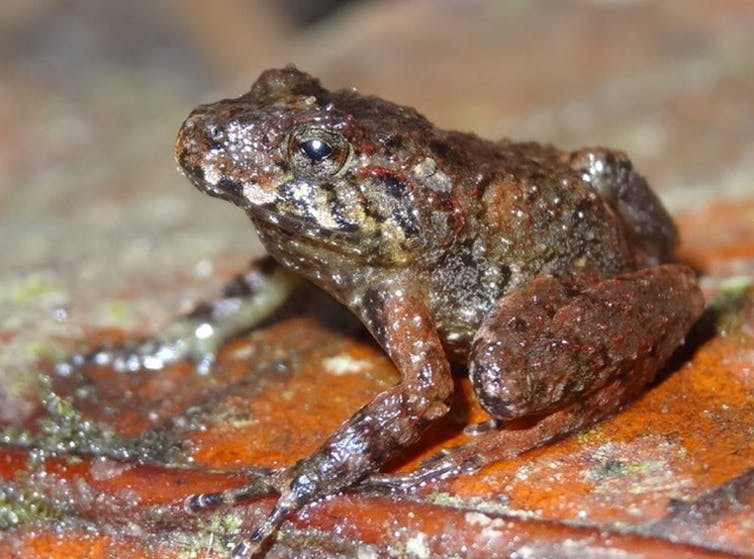 A dark skinned small frog.