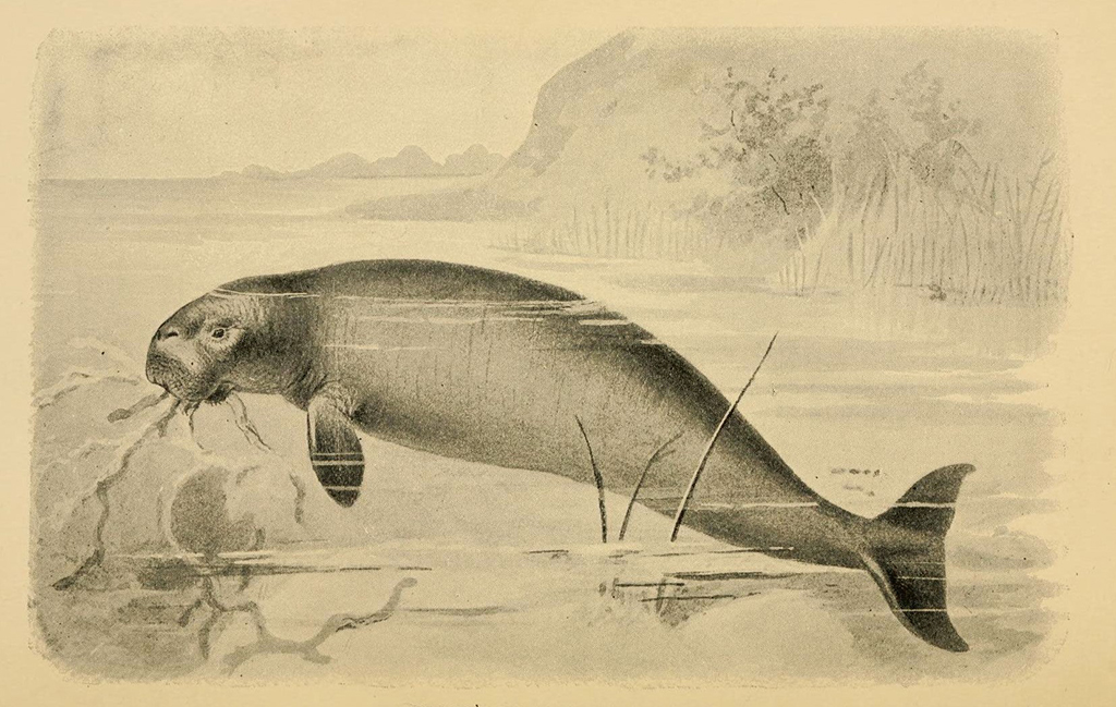 An etching on light brown paper showing a large mammal underwater with flippers, a whale-like tail, and a muzzle a bit like a walrus but without tusks.