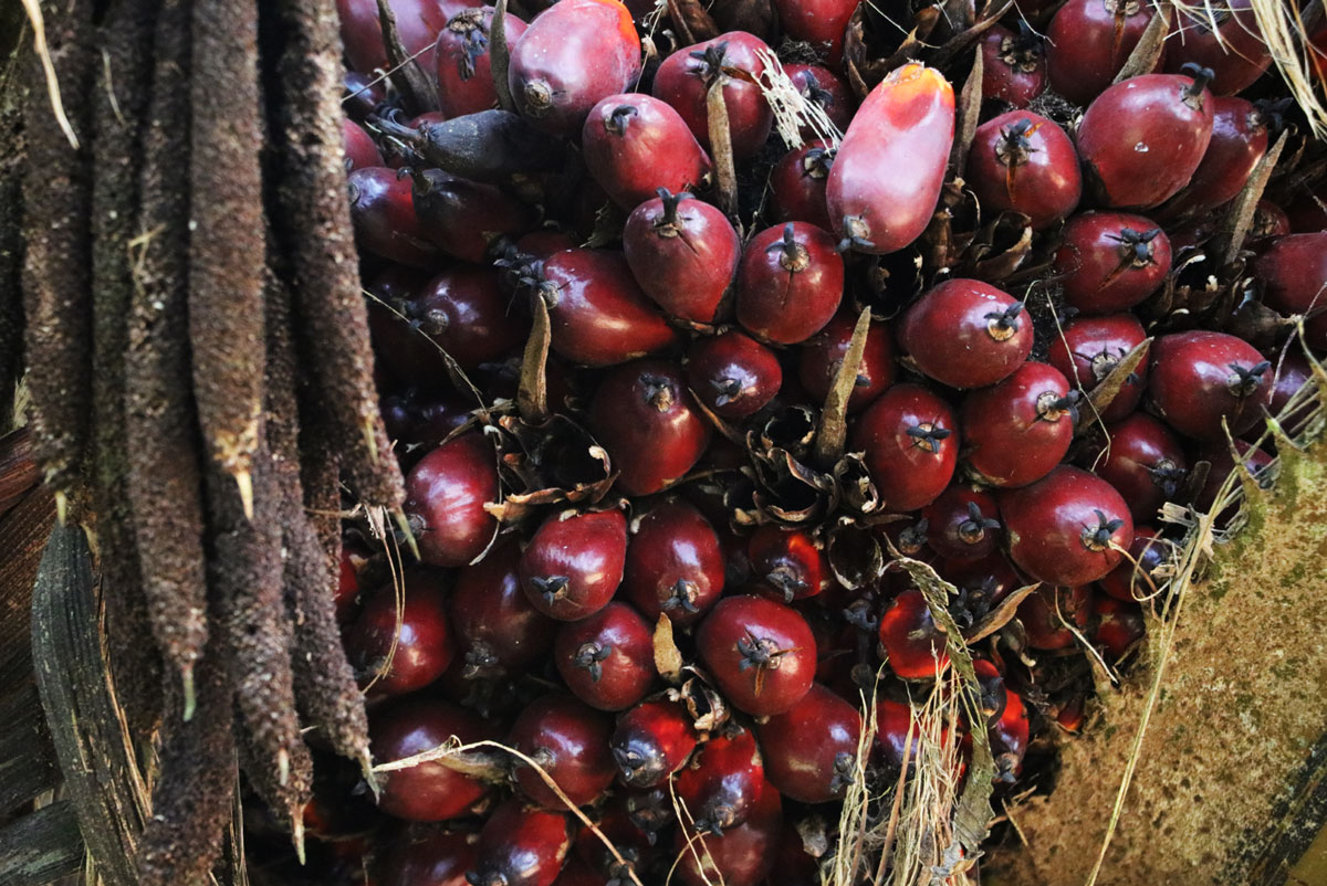 A closeup of red palm fruit.