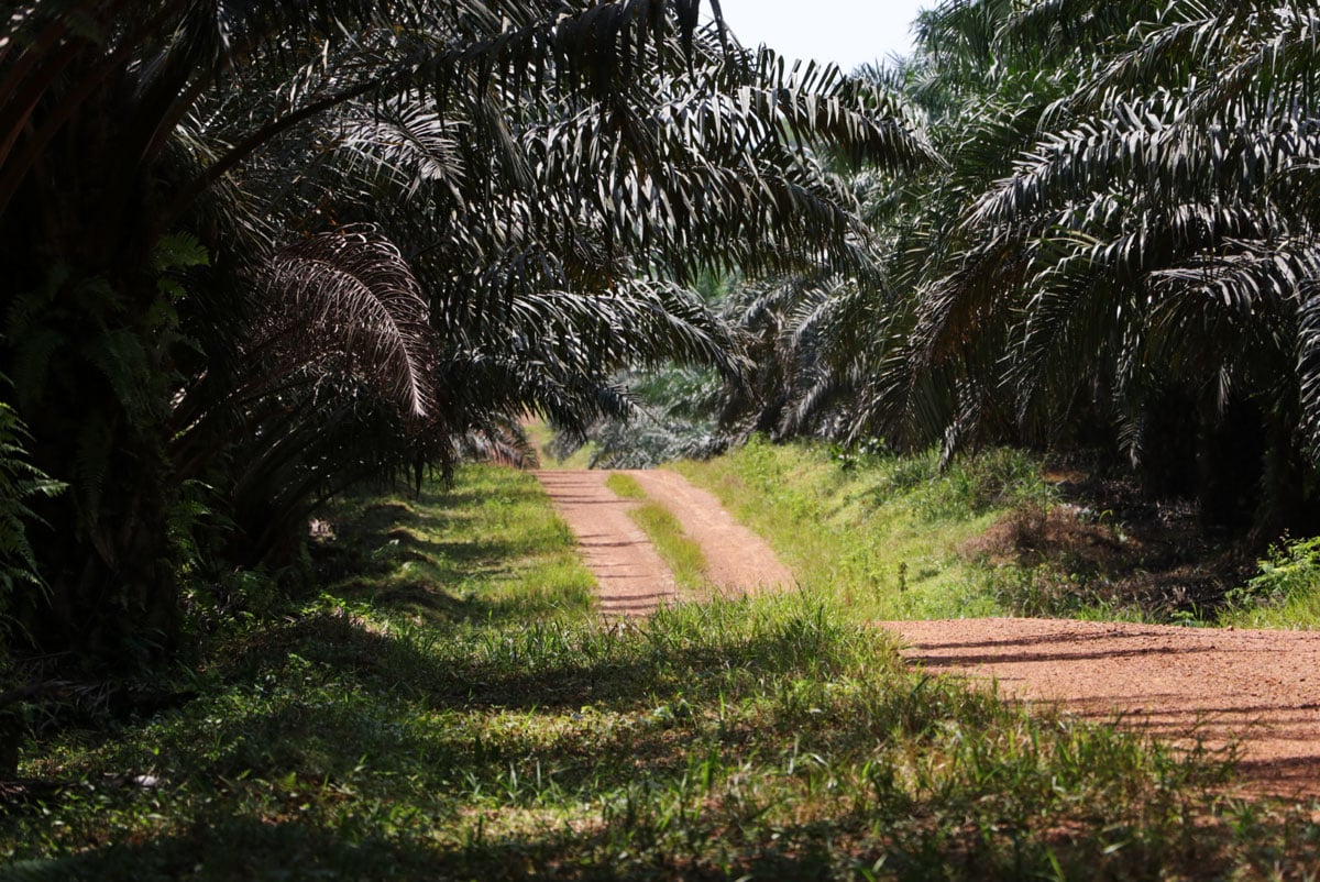 A dirt road among palm trees.