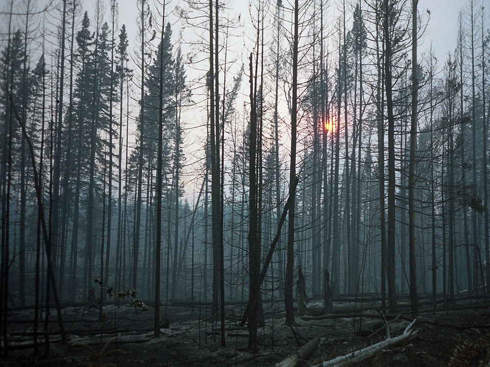 A charred stand of forest with a grey sky visible behind the blackened trees. Hazy sun peeks through.