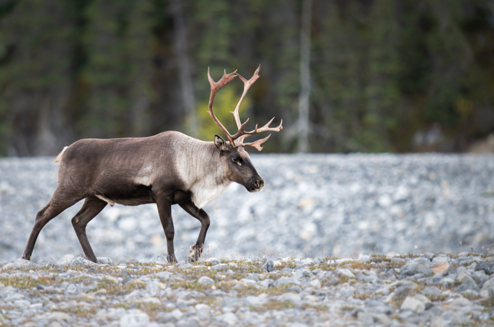 A powerful, healthy-looking caribou with a large set of horns walks across rocky terrain with green trees in the background.