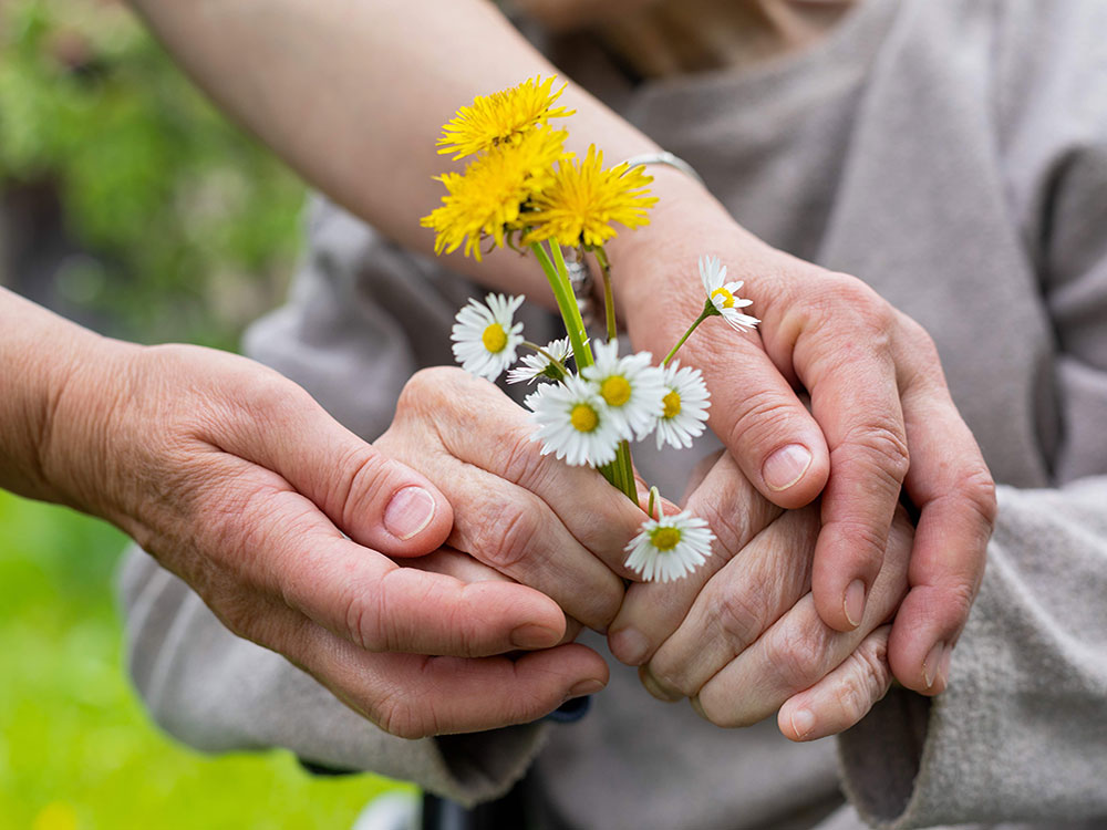 Two pairs of hands are in the centre of the frame. A caregiver’s hands are on the outside of a person’s hands holding a small bunch of white daisies and yellow dandelions. The person holding the flowers has dementia.