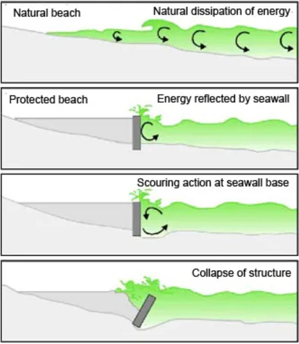A computer illustration uses green and grey colourways. It compares the differences between wave energy on a natural beach (top image) and how seawalls increase wave energy, causing seawall collapse.