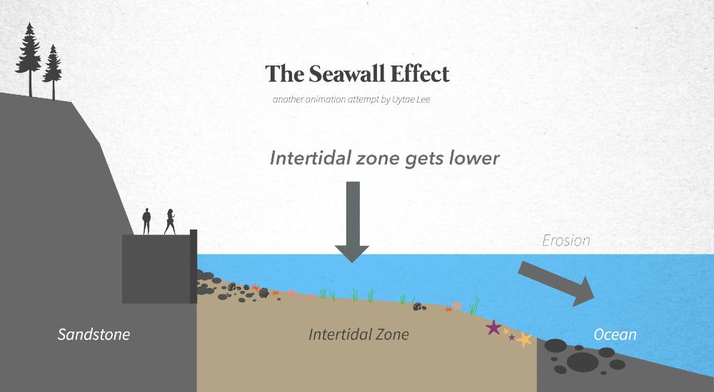 A still from an animation by Uytae Lee on the seawall’s effect on the intertidal zone. The image uses grey, beige and blue colourways to communicate how tidal movement against the seawall stops the erosion of the sandstone bedrock.