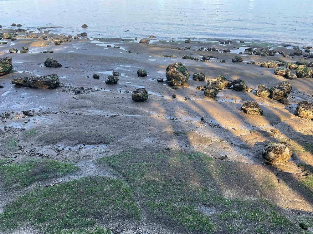 Rocky tidepools and mossy rocks can be seen on the Stanley Park seafloor at low tide. The water is blue, reflecting the sky above.