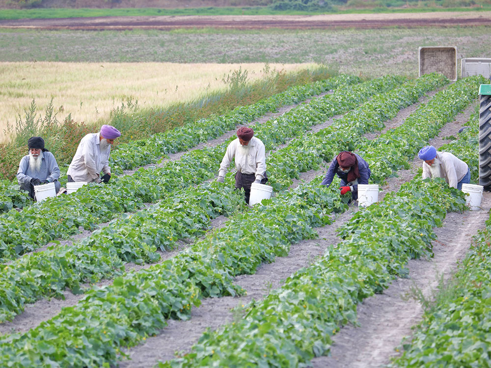 Five men wearing turbans kneel on the ground beside long rows of vegetable crops. They have large white plastic buckets. A tractor is visible on the right.