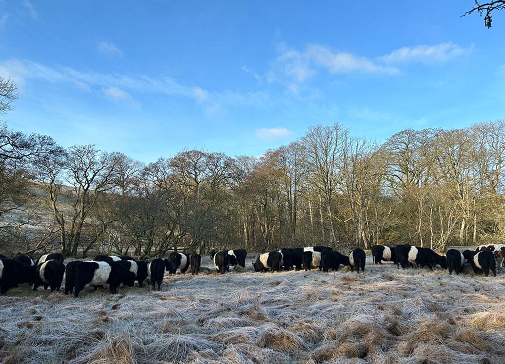 A sunny winter view of black and white cows in a pasture. Behind them is a stand of deciduous trees. The sky is blue.