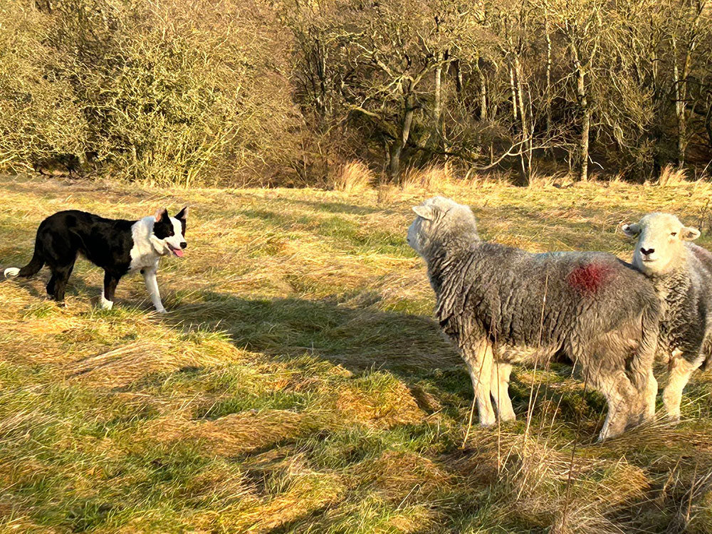 A black and white sheepdog to the left of the frame approaches two grey sheep on the right. They are in a sunny field in golden light. Behind them is a dense green stand of trees and bushes. 