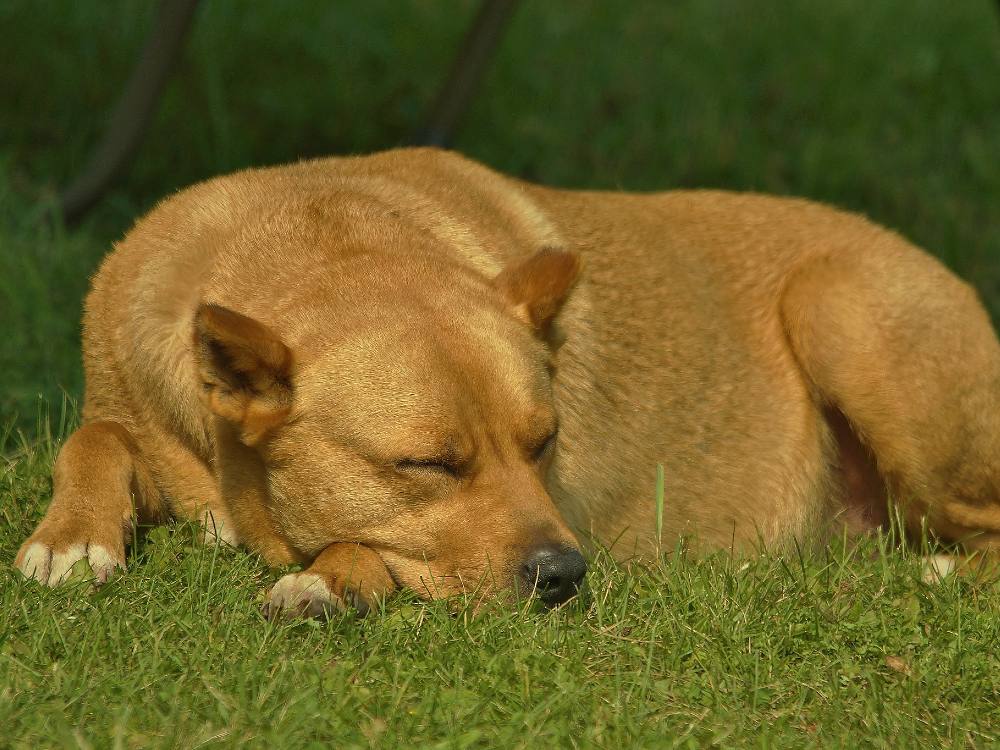 A short, stocky brown dog sleeps happily in the grass.