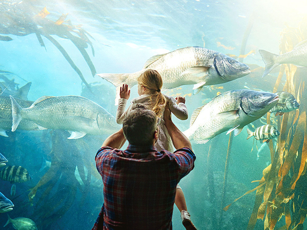 A parent holds their small child up so they can better see into an aquarium. 