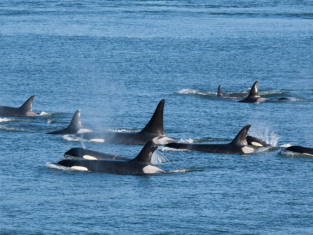 A pod of about 10 southern resident killer whales swim through the open blue ocean.
