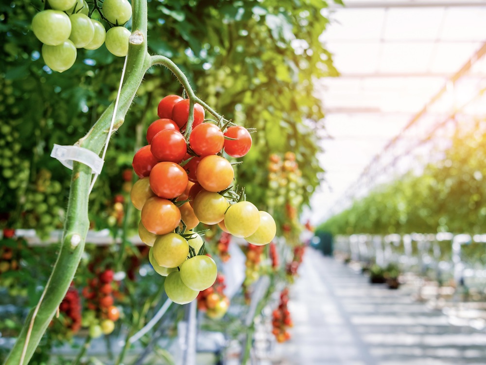 A ripening truss of cherry tomatoes is clear in the foreground. In the background, more tomatoes grow on vines in a high-tech greenhouse.