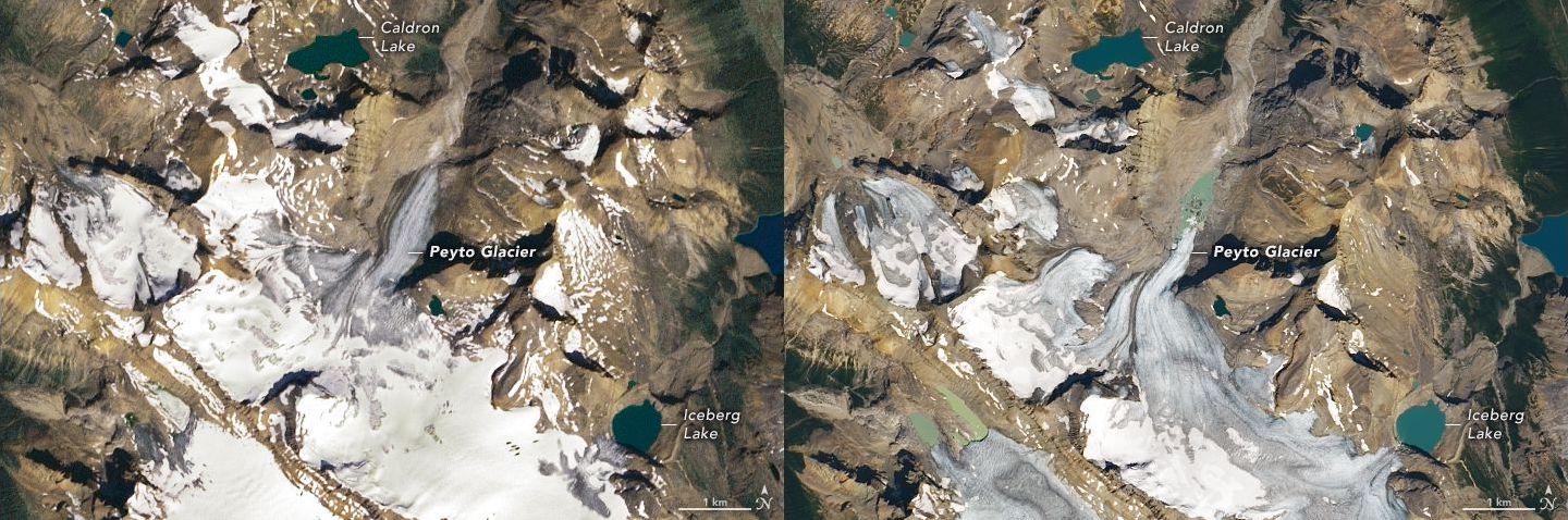 Two satellite images side by side. Peyto Glacier is much larger in the image on the left.