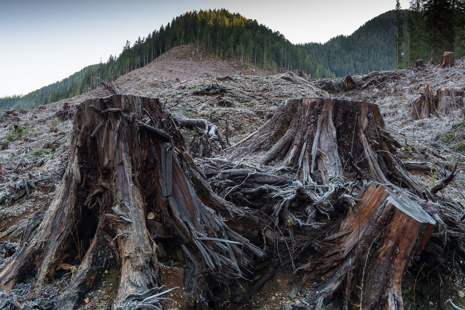 Three brown tree stumps in the middle of a barren clearcut.
