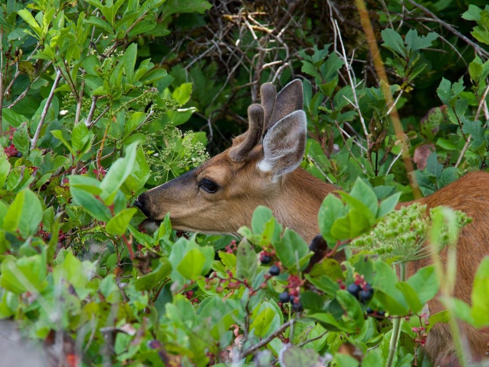 A deer eats some berries against a background of green bushes.