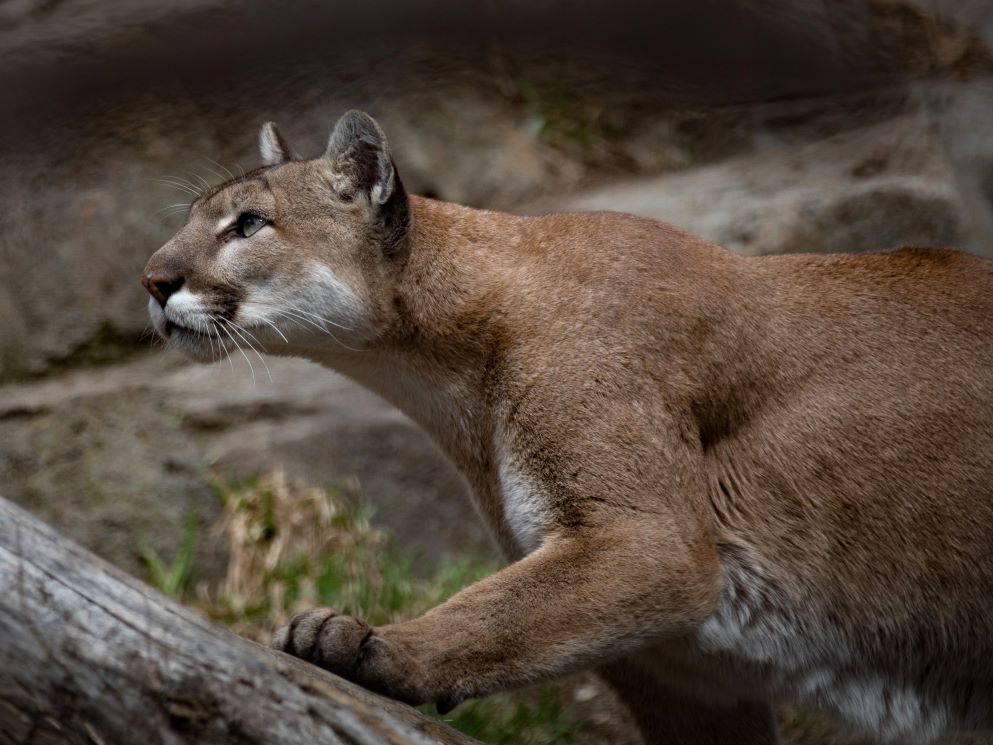 A brown cougar seen from the side fastens its gaze on something off to the left of the photo.