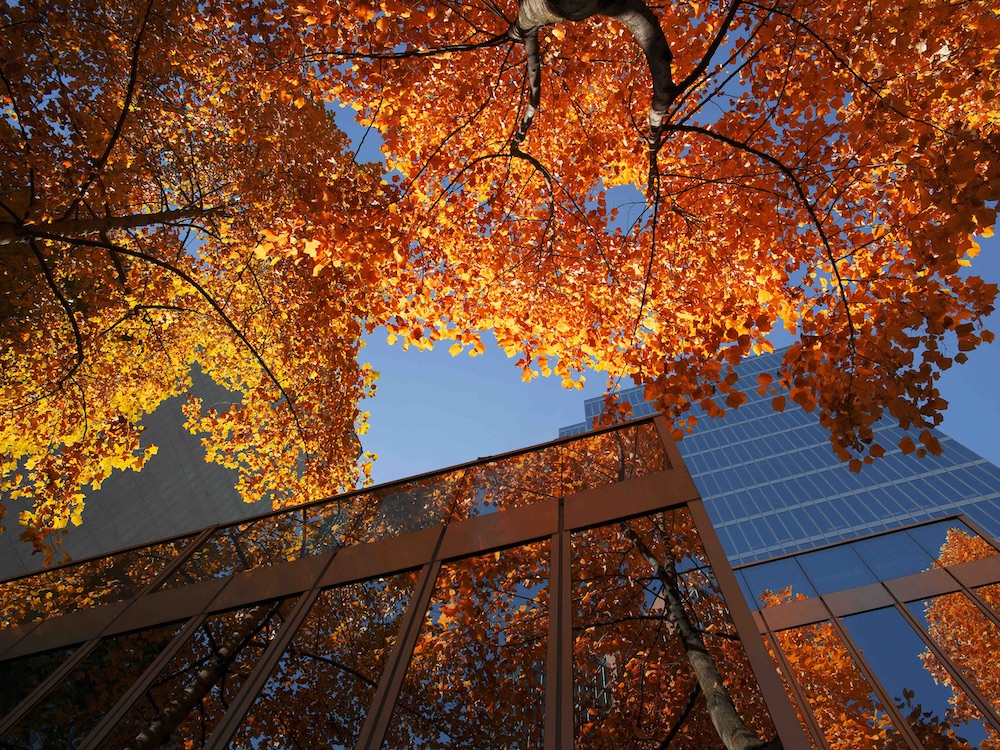 A canopy of deciduous trees is shot from the ground, showing a network of bright orange and red leaves against a blue sky. The windows of downtown buildings reflect the leaves and the sky.