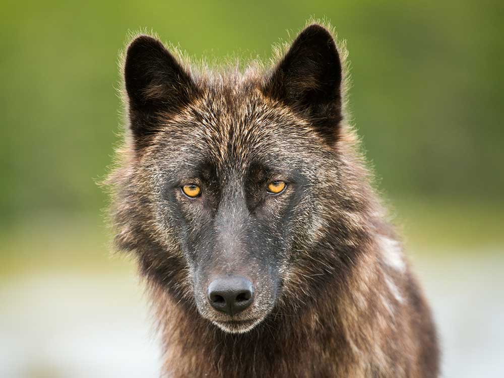 A wolf with golden eyes appears to stare at the camera.