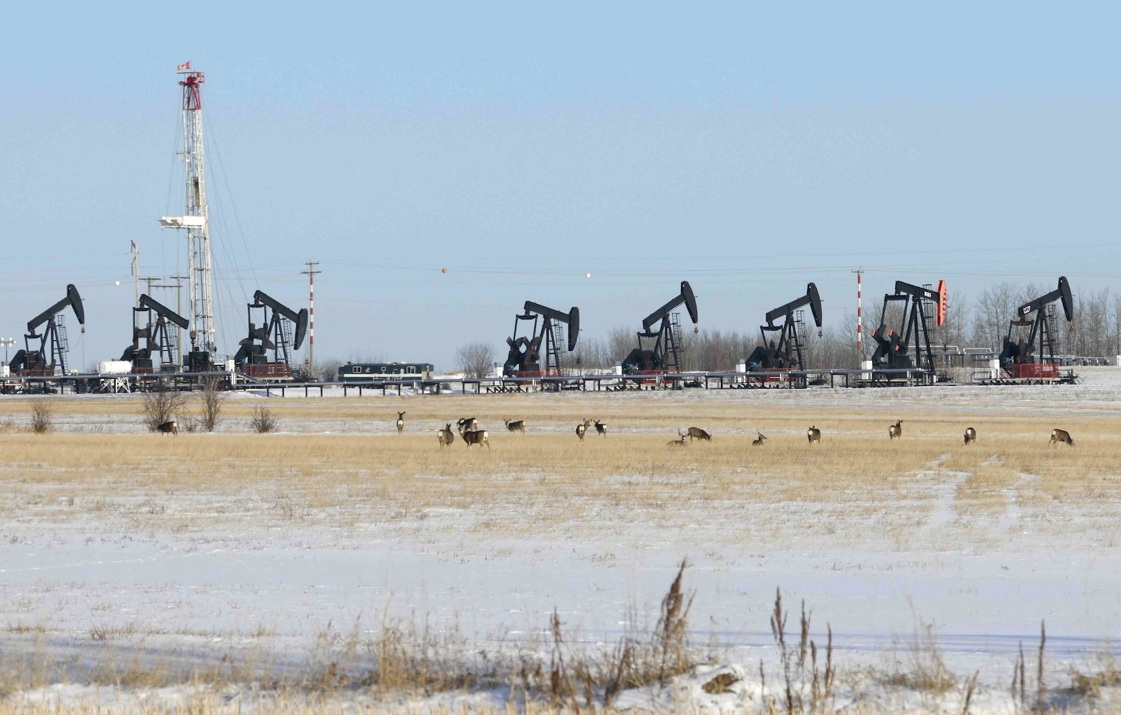 Deer graze in a snowy field with seven pumpjacks and a large tower in the background.