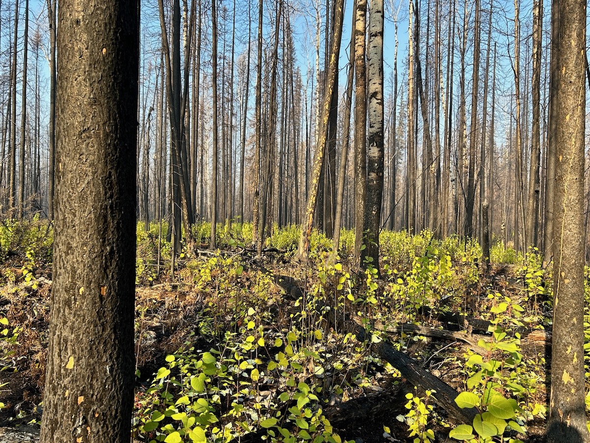 Some trees are charred but standing. Others are on the ground, charred. New green growth is shooting up from the ground. 