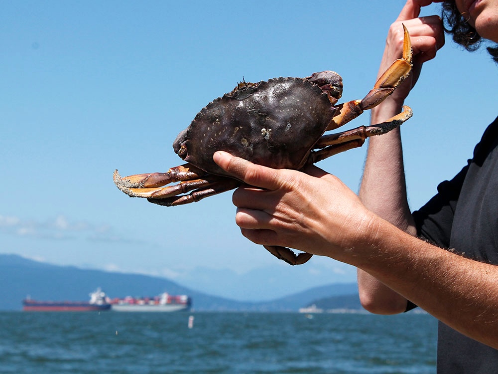 A person&rsquo;s hand holds a Dungeness crab at a beach in Vancouver.