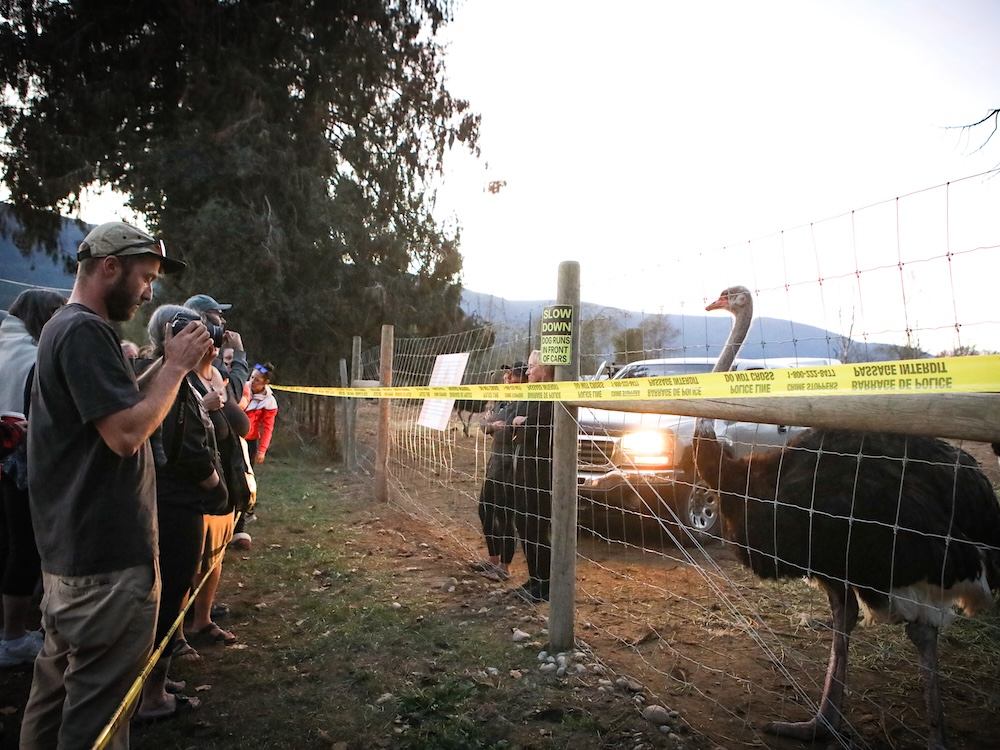 A group of people stand outside yellow police tape, looking at an ostrich behind a wire fence.