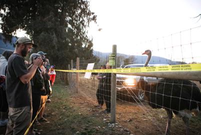 How Anti-Vax Sentiments Helped Raise $290,000 for an Ostrich Farm