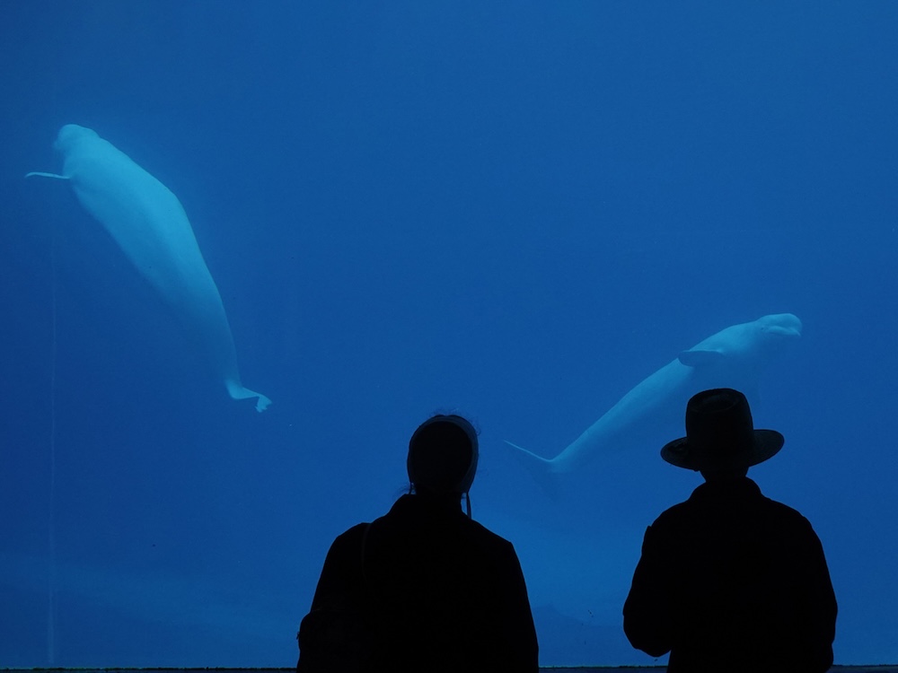 Visitors watch as beluga whales swim in a tank at Marineland amusement park in Niagara Falls, Ont., Friday, June 9, 2023.
