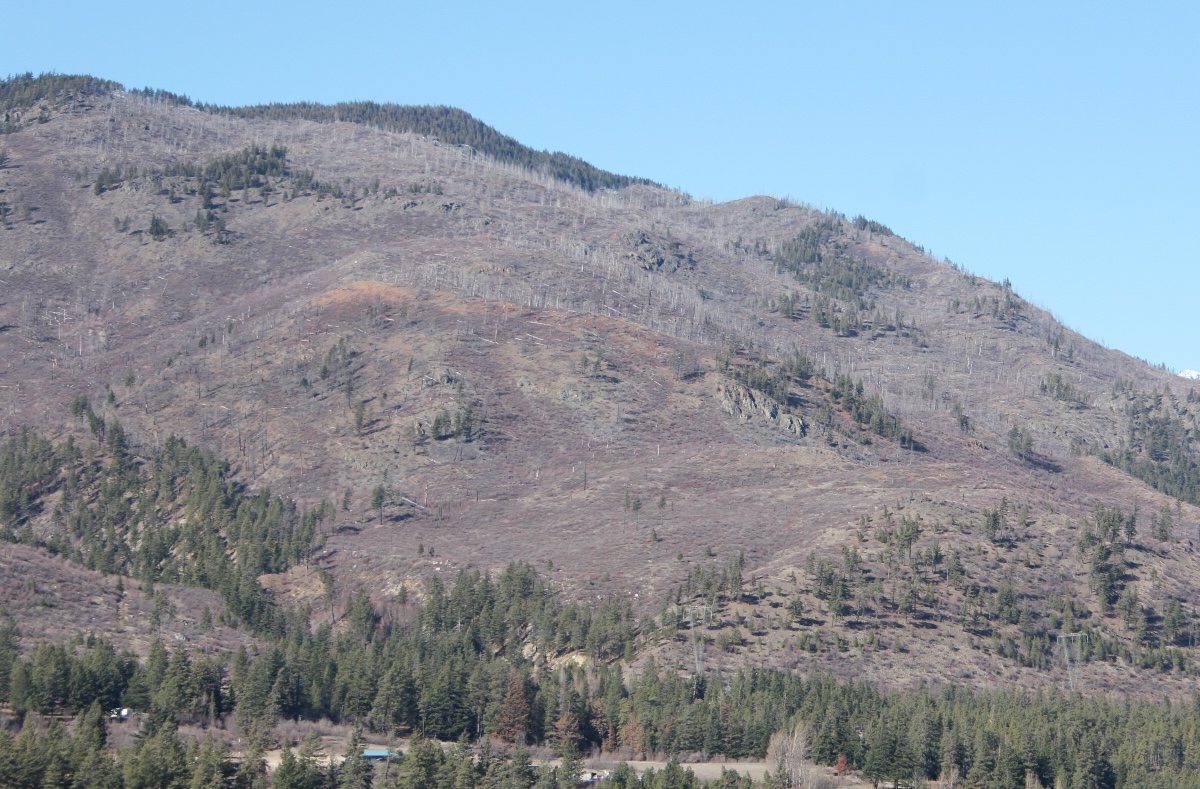 A hillside is mostly barren of coniferous trees following a wildfire and subsequent logging.