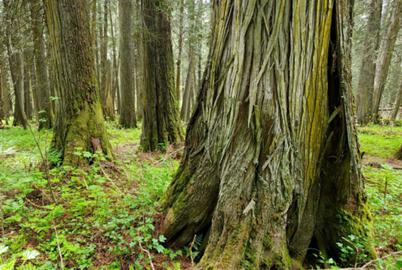 BC Must Stop Blaming First Nations for Old-Growth Logging