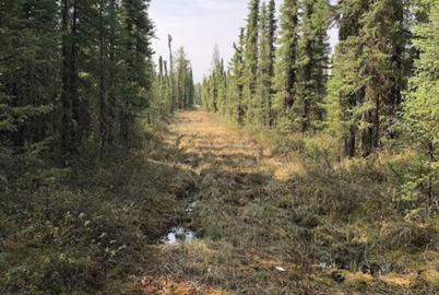 How Industry Is Fragmenting Canada’s Vast Boreal Forest