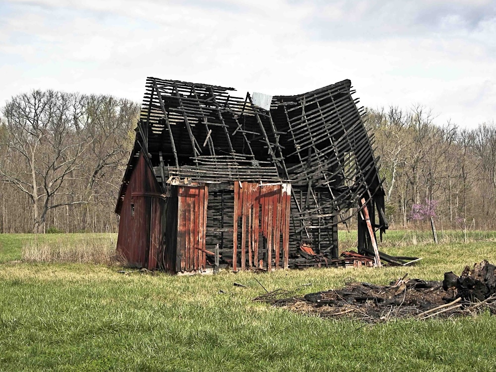 A burned barn stands in a grass field in front of a dry stand of trees on a clear day.