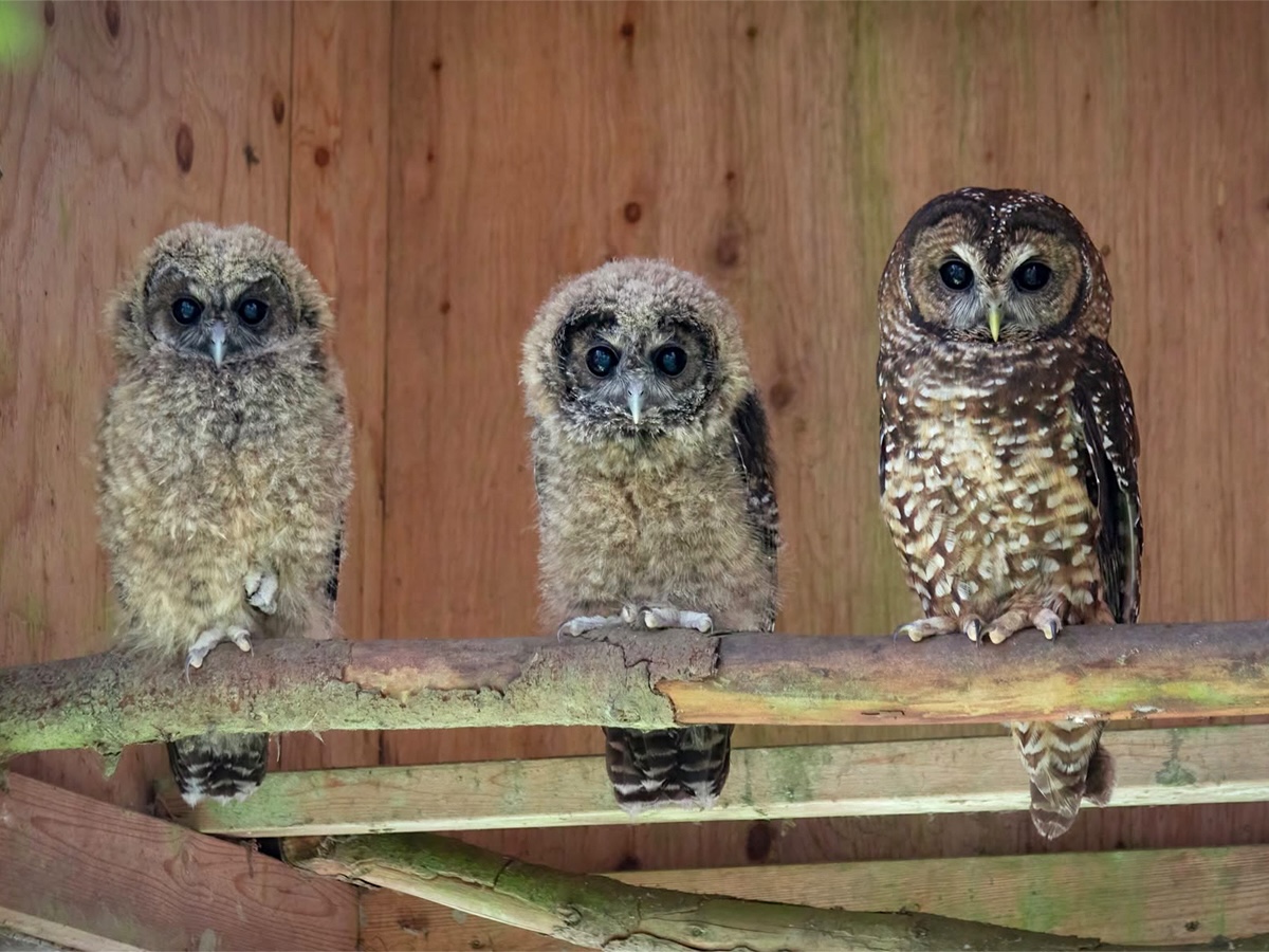 Three northern spotted owls on a branch in captivity.