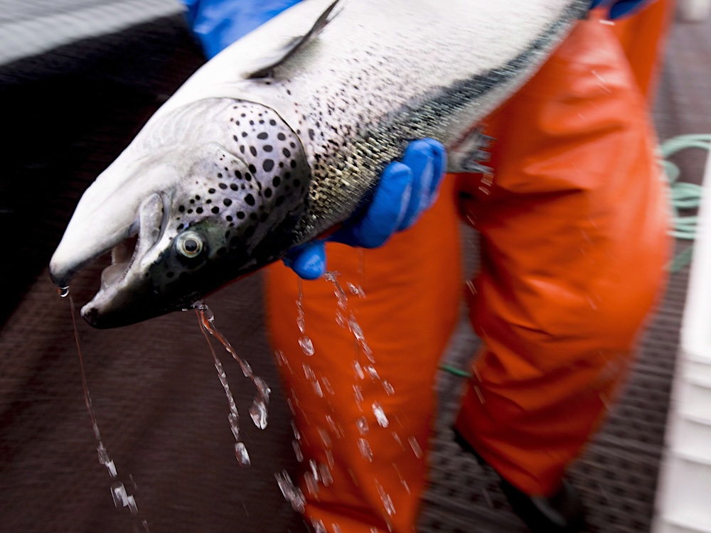 A large Atlantic salmon, a fish with silver scales and black spots near its face, is held upside down by a person wearing gloves and orange hip waders.
