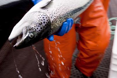 New Research Finds BC Salmon Farms Endanger Wild Salmon