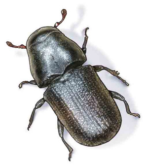 Western bark beetle