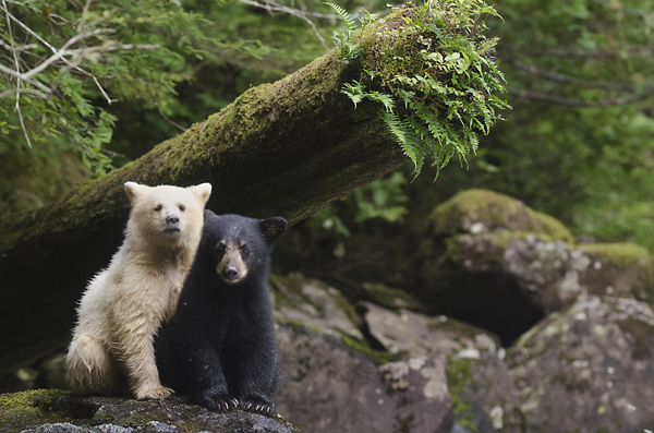 582px version of Great_Bear_Rainforest_Bears