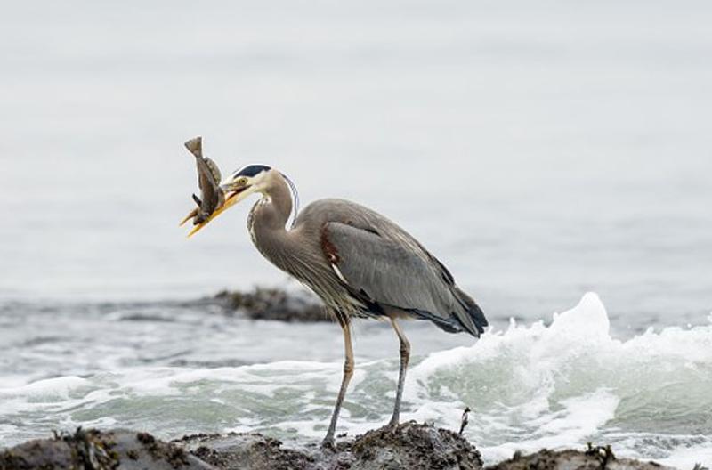 At Sea with the Marine Birds of the Raincoast