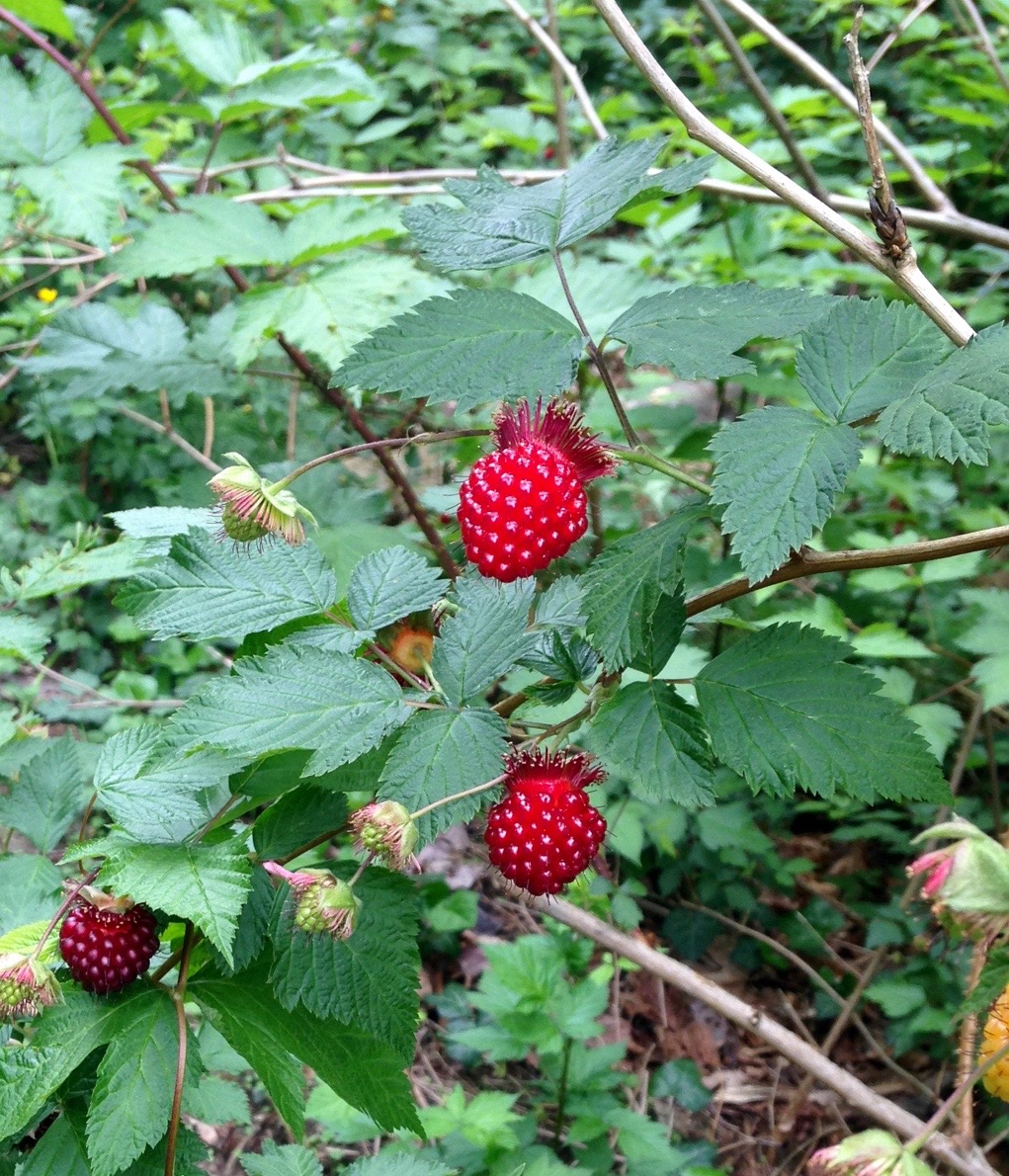 960px version of Salmonberry.jpg