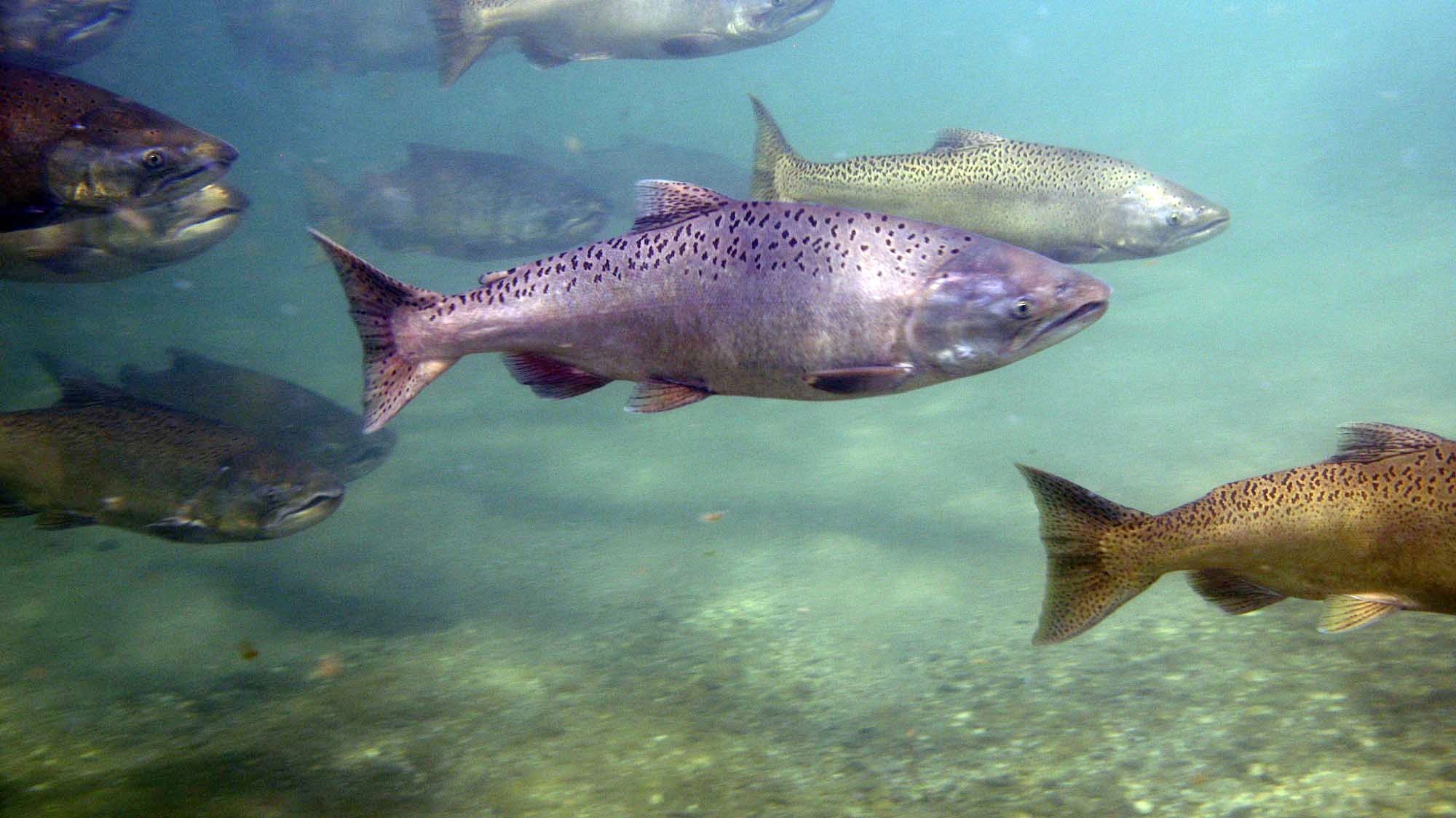 A river swimming with Chinooks