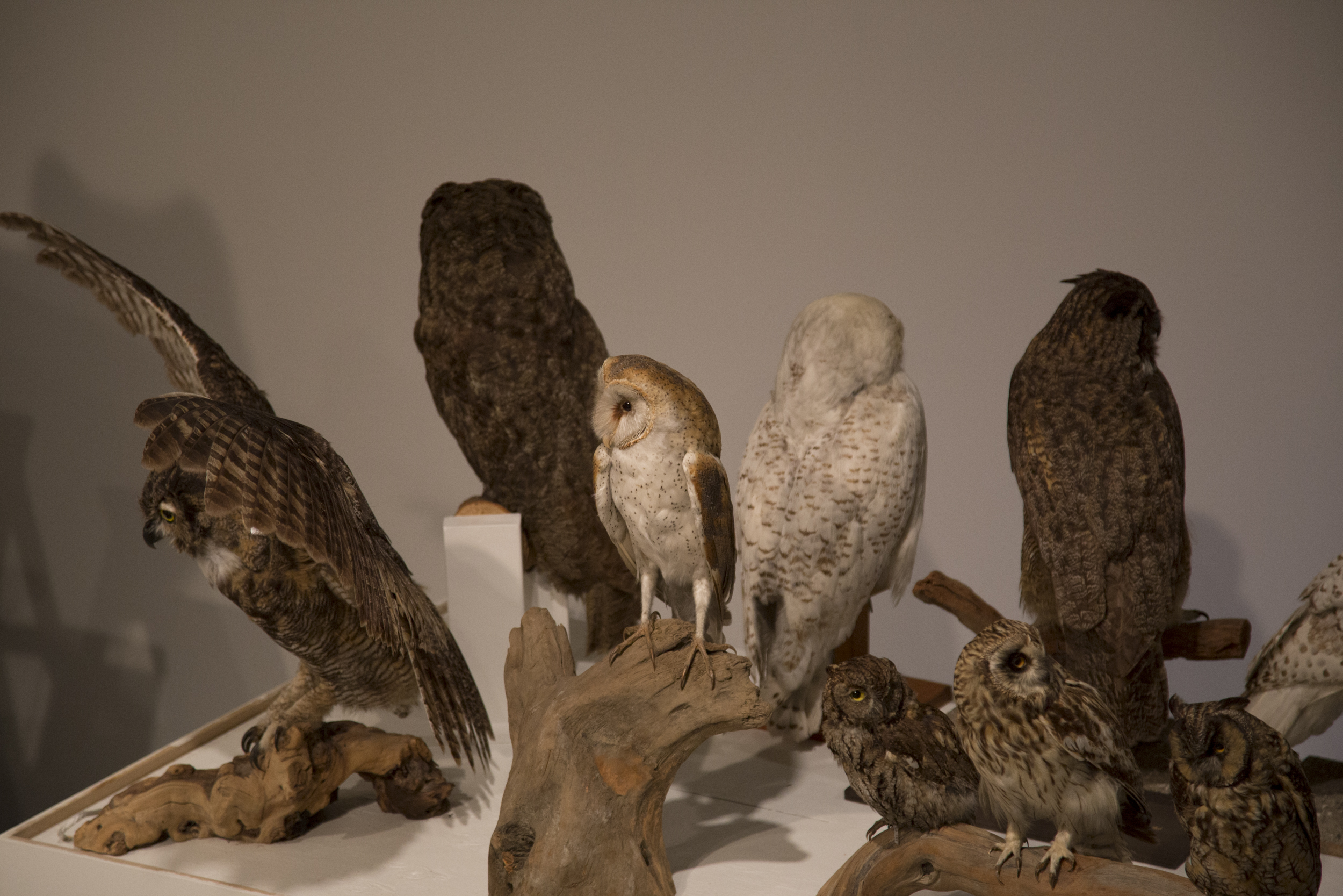 851px version of owls.jpg