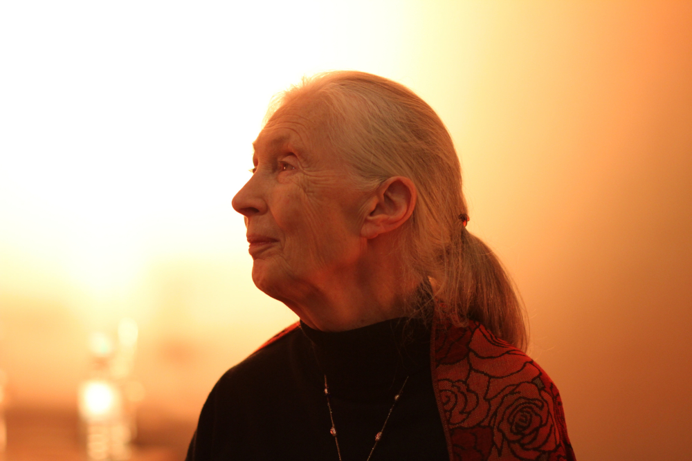 Jane-Goodall-Halo.jpg