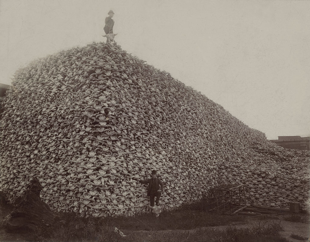 IMAGE2.1024px-Bison_skull_pile_edit.jpg