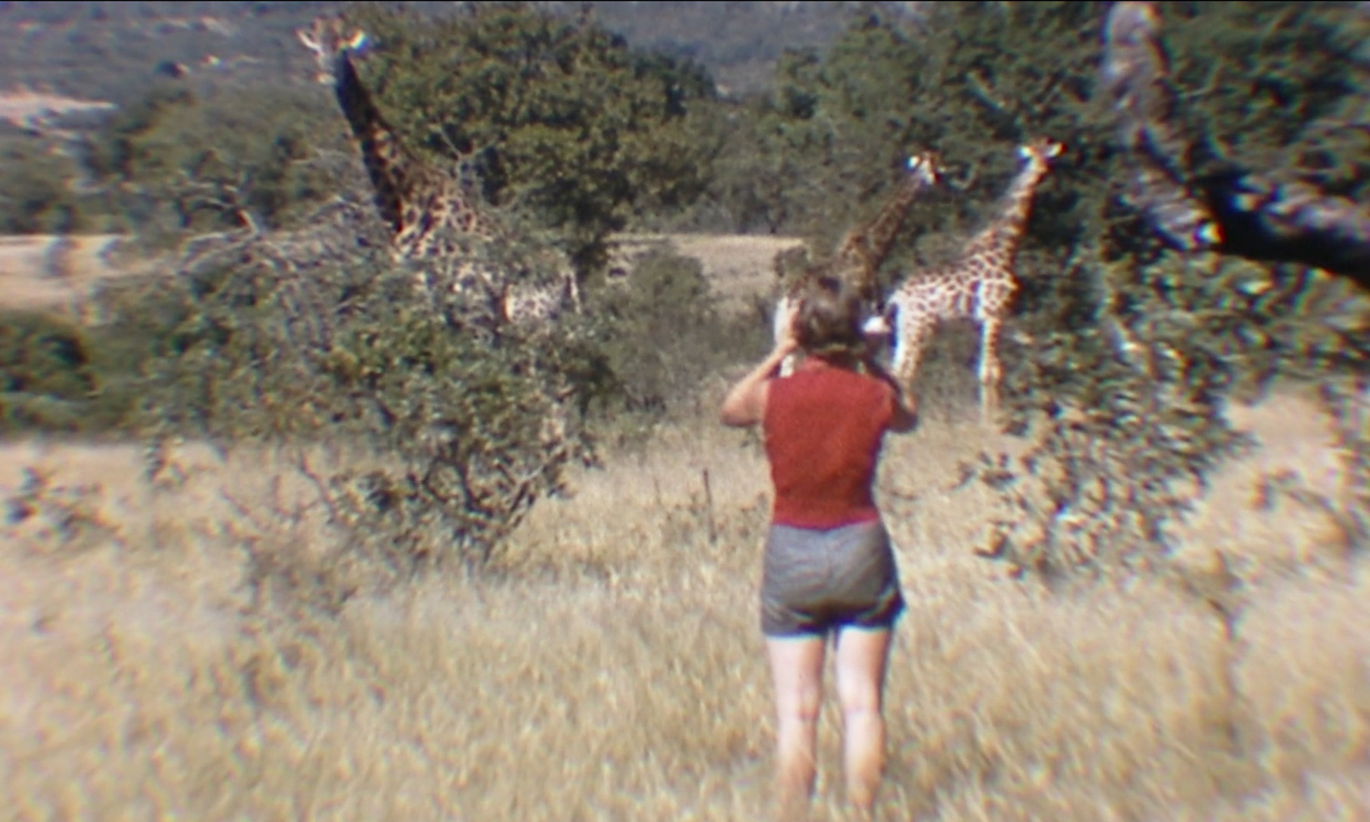 851px version of Giraffe-Camera.jpg