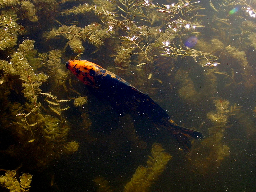 Koi at Sun Yat Sen garden