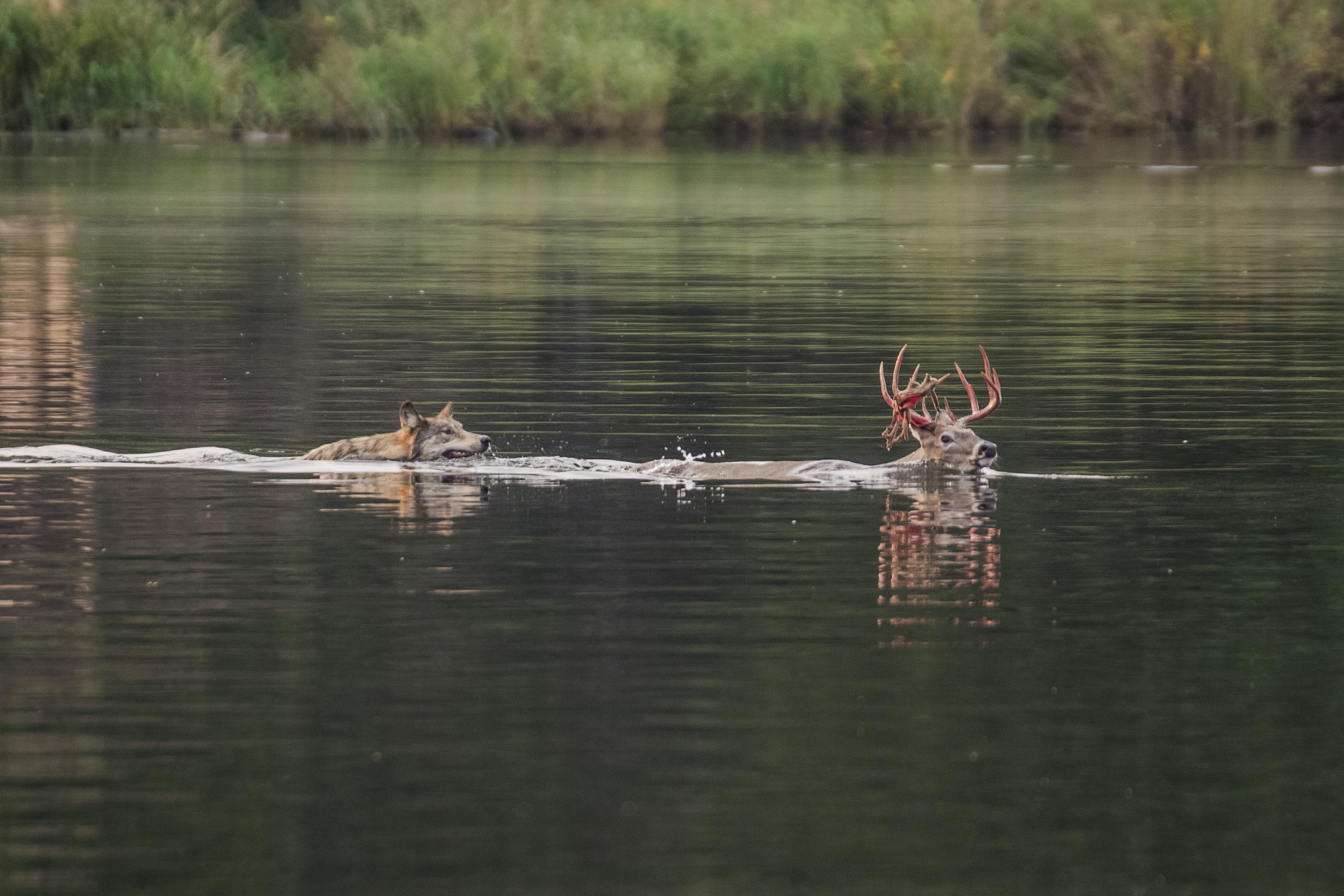 Swam attacks. В дождь не охотятся крупные хищники. Buck's photo Tales.