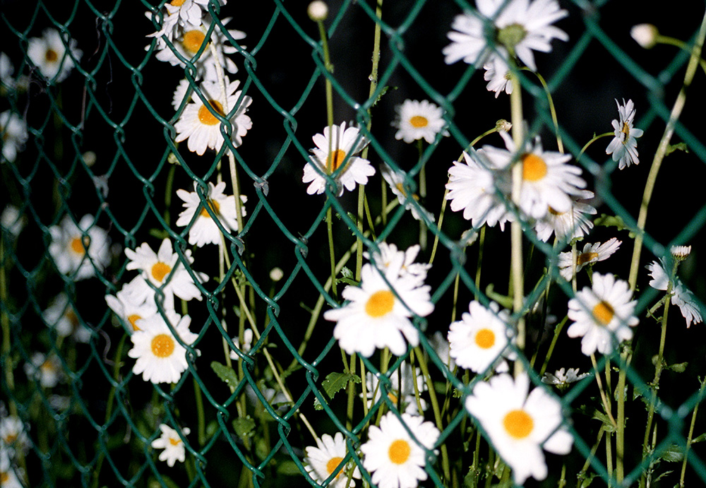 851px version of FencedDaisies.jpg