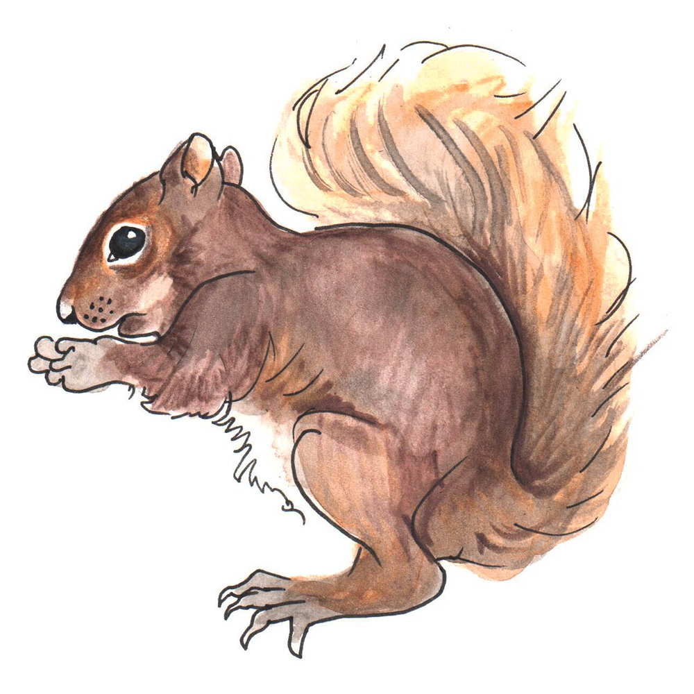 960px version of SquirrelNutDW.jpg