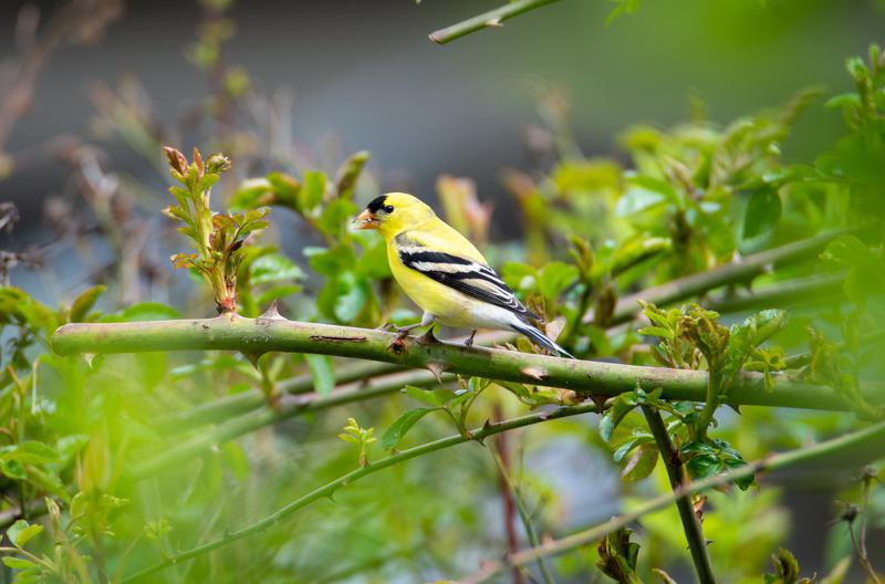 Birding in a Dangerous Time